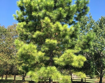 Lobloly Pine Tree 2 Bare-root