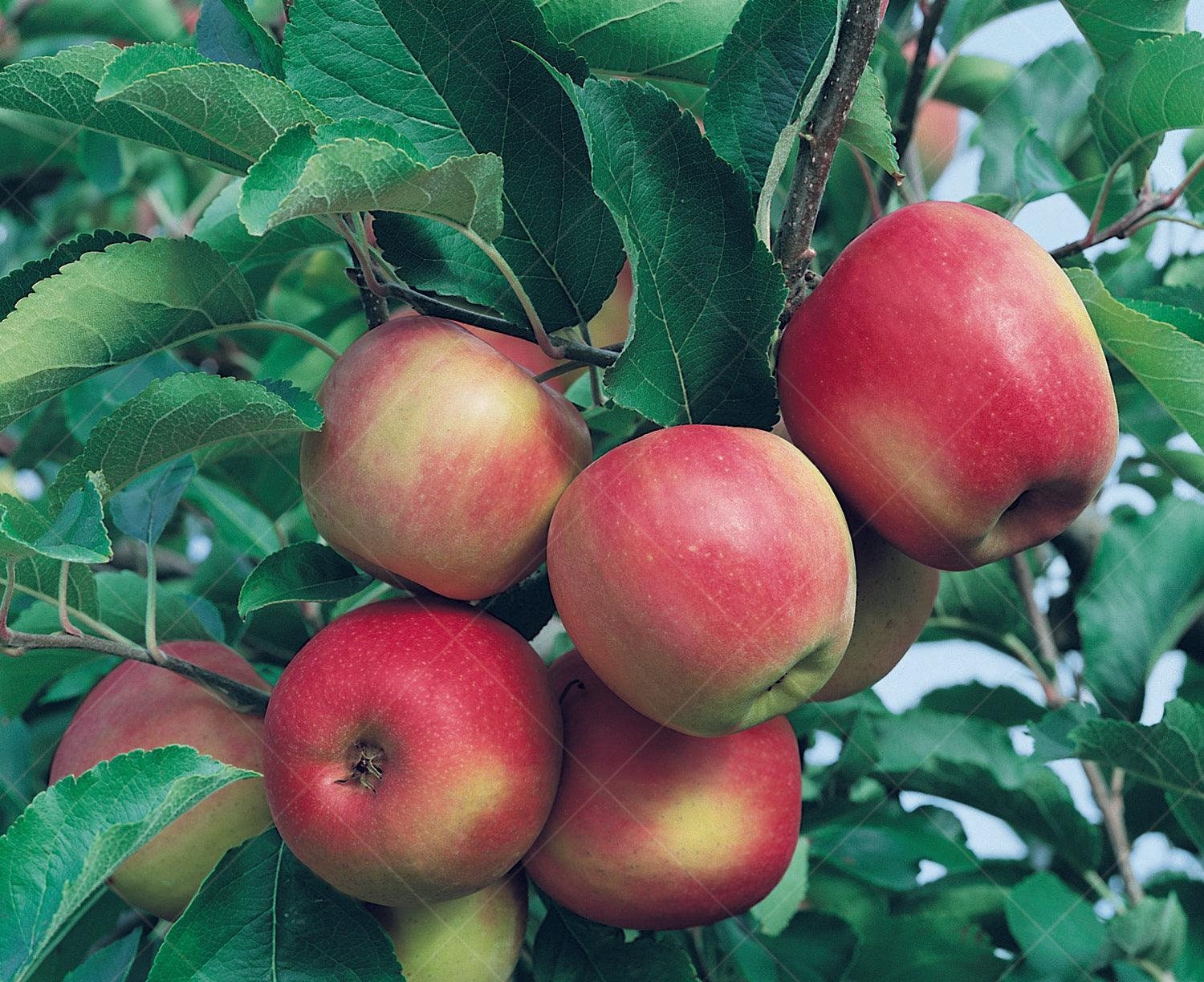 Stayman Winesap Apple Grafted Fruit Tree Gallon Pot 2-3ft - Etsy