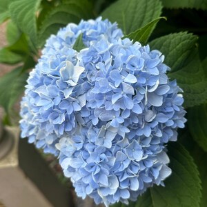 Hydrangea Nik Nikko Hydrangea Blue 3.5 in Pot 6-14 Height - Etsy