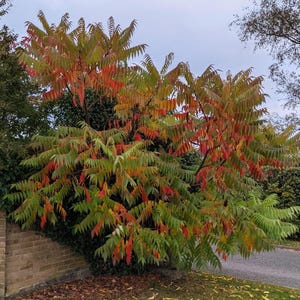 May include: A large tree with green and red leaves. The leaves are changing color for fall. The tree is in front of a brick wall.