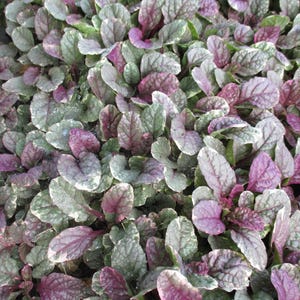 May include: A close-up view of a ground cover plant with oval-shaped leaves. The leaves display a mix of colors, including green, purple, and white. The plant has a dense, lush appearance, with the leaves overlapping each other.