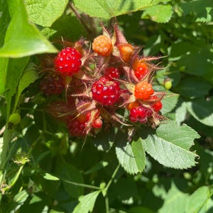 May include: Close-up of a cluster of ripe, red berries with a spiky appearance, surrounded by green leaves. Some berries are orange and unripe. The image is taken in natural sunlight, highlighting the textures and colors.