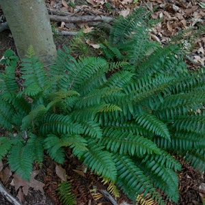 Christmas Fern (Polystichum Acrostichoides) Fern Bare-root