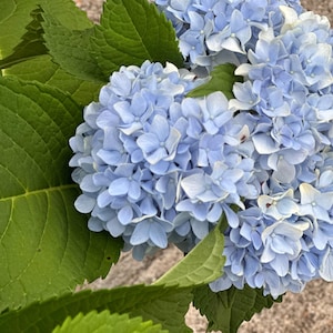 May include: A cluster of light blue hydrangea flowers with rounded petals and prominent green leaves with serrated edges. The blossoms display varying shades of pale blue and white, arranged in dense, spherical heads that fill the frame.