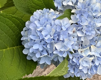 Hydrangea - DMC