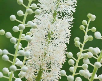 Black Cohosh (Actaea racemosa) | Bare-root
