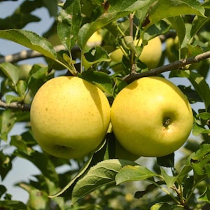 May include: Two ripe, golden-yellow apples hang from a tree branch, surrounded by green leaves. The apples have a slight blush and are partially shaded. The image is a close-up shot of the fruit and foliage.
