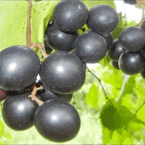 Native Muscadine Grape Climbing Vine 4&#39;&#39; Pot
