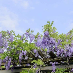 May include: A wisteria vine with purple flowers growing on a wooden trellis against a blue sky.