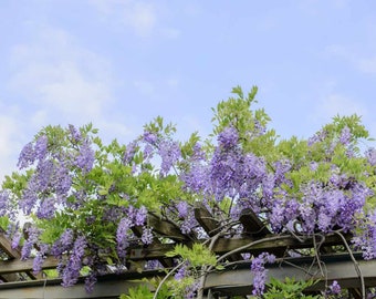 2 Wisteria Blue | Bare-Root