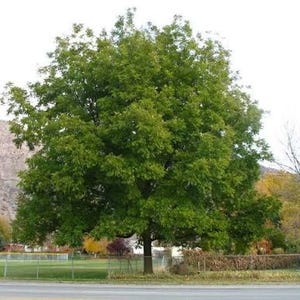 May include: A large, mature deciduous tree with a dense canopy of vibrant green leaves, featuring a thick, dark brown trunk and spreading branches, standing prominently in an open outdoor area with a mountain range visible in the distance.