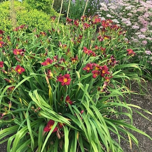 Puede incluir: Una vibrante escena de jard&iacute;n con racimos de lirios de d&iacute;a rojos con centros amarillos, rodeados de largas hojas verdes. Las flores est&aacute;n en plena floraci&oacute;n, con otras plantas y flores en el fondo, incluyendo arbustos verdes y flores moradas y rosas.