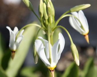 Shooting Star (Dodecatheon meadia) Bare-root