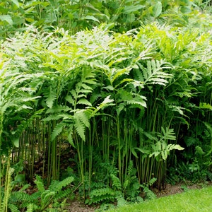 Onoclea Sensibilis Fern (Sensitive fern)  4&#39;&#39; in Pot- Buy Any QTY Get One Free