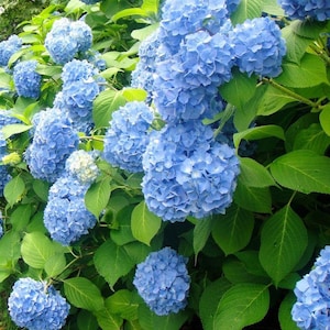 May include: A vibrant display of blue hydrangea flowers in full bloom. The image showcases large, spherical flower heads in varying shades of blue, surrounded by lush green foliage. The flowers are densely packed, creating a full and textured appearance.