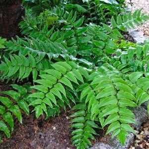Japanese Holly fern/(Cyrtonium Falcatum) 4&#39;&#39; Pot