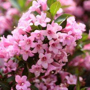 Pink Weigela Florida 4&#39; Pot