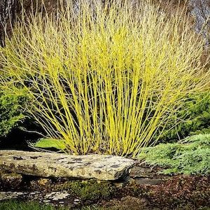May include: A vibrant yellow willow tree with thin branches, growing in a garden setting. The tree is in front of a large, flat rock.