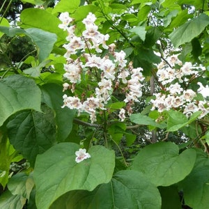 Catalpa Speciosa Tree  QT Pot