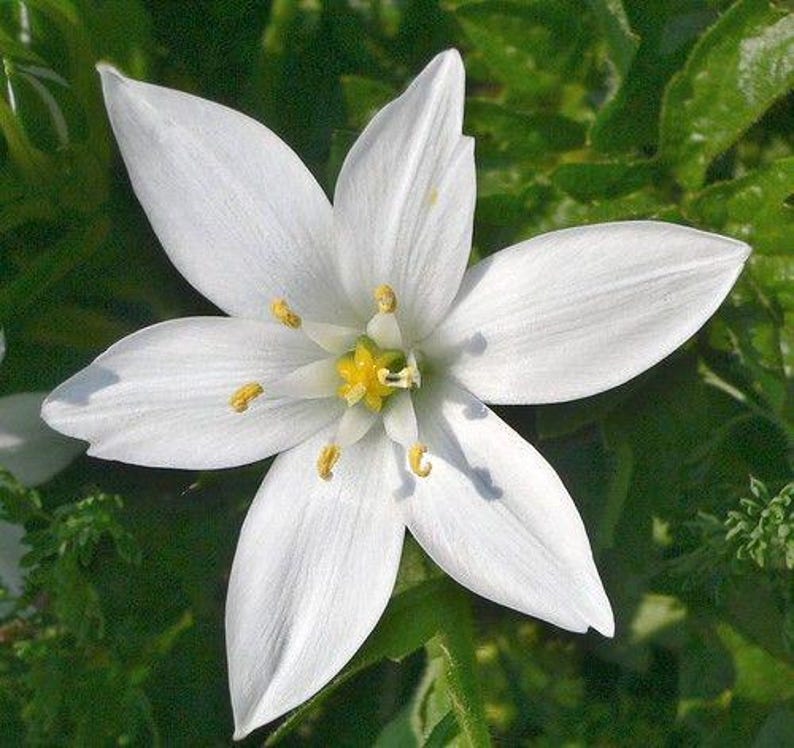 TownCreekNursery Star of Bethlehem Bulbs