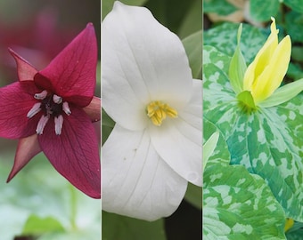 Mixed Trillium | Bulbs
