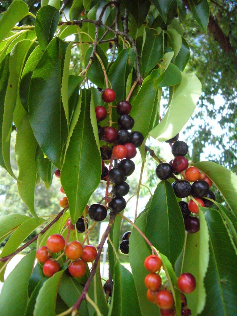 Wild Cherry/ Black Cherry Tree (PRUNUS SEROTINA) Seed's Ready for