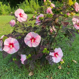 Hardy Hibiscus Mix 4'' In Pot
