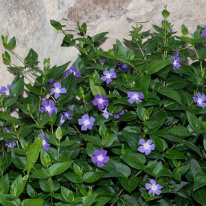 Vinca Vine (Periwinkle) Bare-root