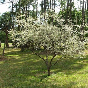 May include: A small, white flowering tree in a grassy area with tall, bare trees in the background.