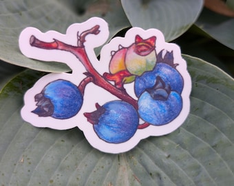 May include: A sticker depicting a watercolour illustration of blueberries on a branch. The blueberries are a vibrant blue with detailed shading, and the branch is a reddish-brown colour. The sticker is on a white background.