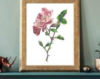 Pink Rose Botanical Art Print - Romantic Floral Wall Decor for Bedroom or Office