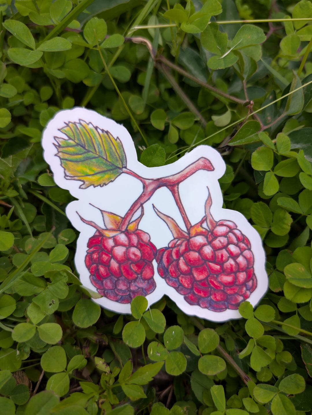Colored Pencil Raspberry Sticker - Hand Drawn Fruit Decal - Waterproof ...