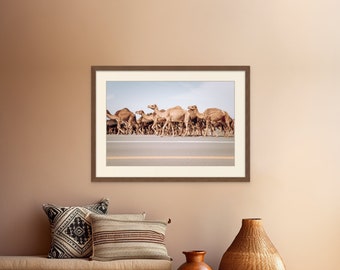 Caravan Camels - AlUla, Saudi Arabia.