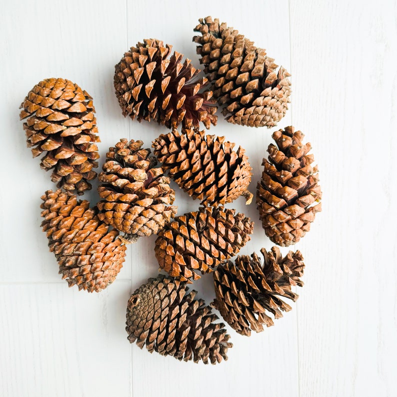 Grosses pommes de pin Décoration d'intérieur naturelle Décoration de mariage rustique Fournitures pour travaux manuels Décoration de Noël Décoration de table d'hiver image 7