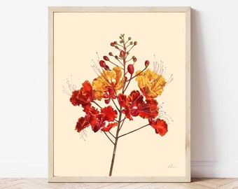 Pride of Barbados Flower Watercolor Art Print | Floral Wall Decor