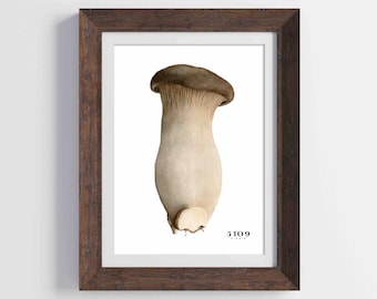 Impresión de acuarela de hongo ostra rey / Arte culinario