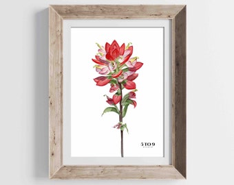 Indian Paintbrush Flower Watercolor Art Print | Texas Wildflower Decor