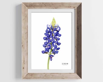 Bluebonnet Flower Watercolor Art Print | Texas Wildflower Decor