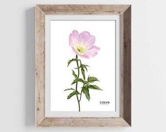 Pink Evening Primrose Flower Watercolor Print | Texas Wildflower Decor