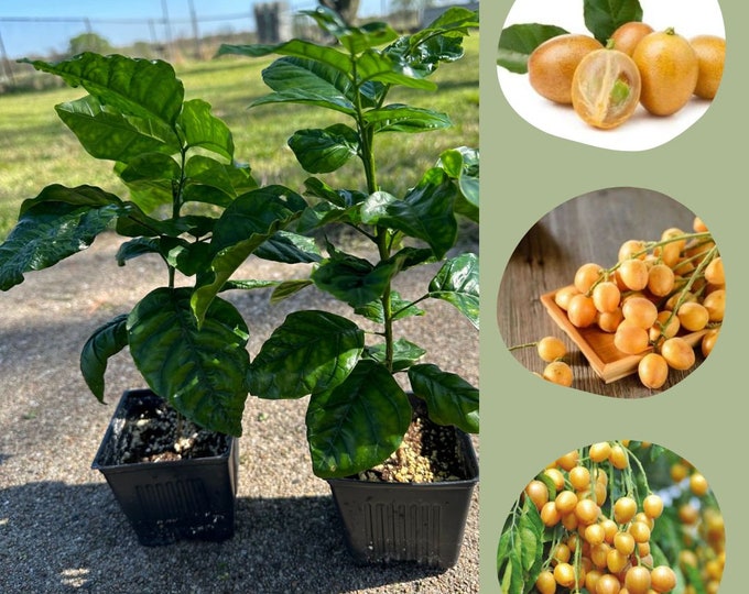 Pink Wampee Clausena Excavata Potted Tree Plant Etsy