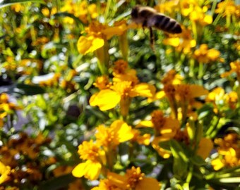 2+1 mexikanischer Estragon (Tagetes lucida) Kräuterharzextrakt