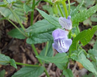 2+1 Helmkraut-Harzextrakt (Scutellaria galericulata).