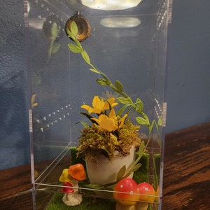 Fairy garden jumping spider enclosure