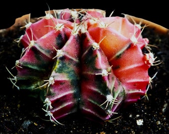 Gymnocalcium Mihanovichii Variegata