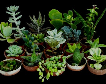 20 succulentes assorties