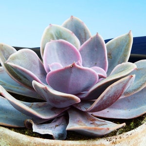 Echeveria Lilaciana