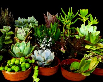 20 succulentes assorties