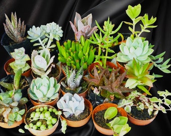 20 assorted succulents