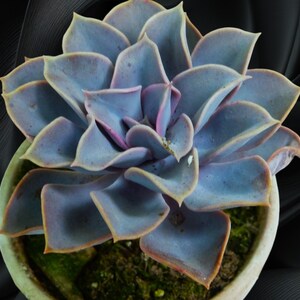 Echeveria Lilaciana