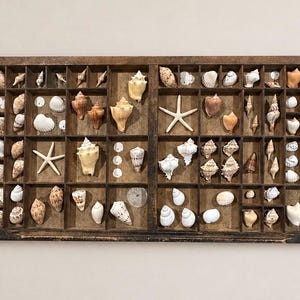 Puede incluir: Una bandeja de imprenta de madera llena de una variedad de conchas marinas y estrellas de mar. Las conchas son de varias formas, tamaños y colores, incluyendo blanco, marrón y beige. Un artículo decorativo.